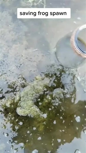 frog army let's gooo 🐸#tadpoles #frogarmy #frogs #frogspawn #foryoupage #viral #frogcaviar #amphibians #reptiles #frogtok