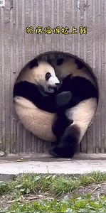23K views · 1.3K reactions | Two playful pandas discover an ingenious way to squeeze and snuggle together through a circular opening, showcasing their adorable antics in a way even the designers didn't anticipate. 殺 : xiaohongshu-熊抱熊扑 #PandaPlaytime #UnexpectedJoy #FurryFriendFun #Panda #AnimalBehavior #Cute #PandaLover | Fantastic China | Facebook