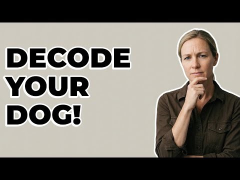 Why Is Understanding Context Key To Dog Body Language?