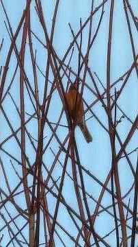 American Robin sings different sounds #birdsong #birdsounds #redrobin