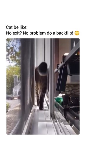 naked eyes on Instagram: "The cat’s backflip is a fascinating display of agility, balance, and instinct. When a cat finds itself in a tricky situation—unable to turn back or unsure of its footing—it often performs a spontaneous backflip to regain control or find a safer position. This movement isn’t just random; it’s part of the cat’s incredible ability to twist its body midair, using its flexible spine and sharp reflexes to land gracefully on its feet. What seems like a playful or dramatic move
