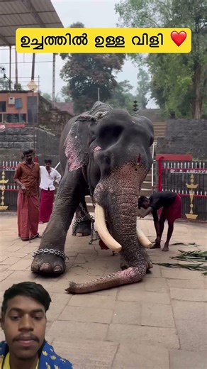 Elephant Sleeping #elephantattack #elephants #