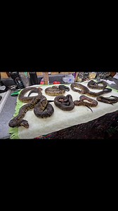 The choppin block is full of Cotton!! Trapper John Ethridge | Kim Herlovich