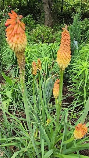 Kniphofia (Red Hot Poker) blooming in my zone 8a Garden #gardening #kniphofia #youtubeshorts #shorts
