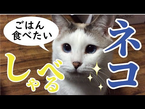 何回聞いてもはっきりしゃべる猫