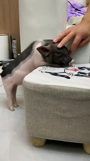 Adorable Piglet Shines in Playful Video