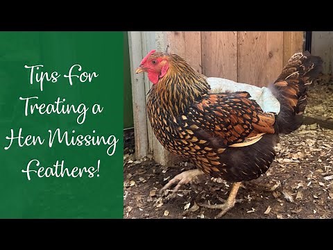 Tips For Treating a Hen Missing Feathers!
