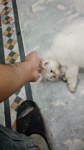 Persian white kitten 🐈🐾 #persiancatgujranwala #cat #catbreeds #kitten