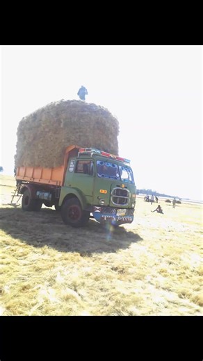 Mule (@mule8130)’s videos with original sound - ሽዋ ደራ 🇪🇹❤️🇪🇹