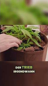 Low Stress Training (LST): Einfache Anleitung für Anfänger!