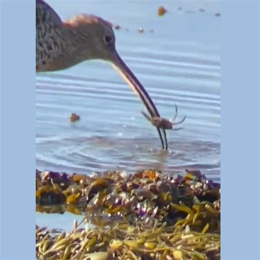 A recent sunny day at Bunny Meadows wasn’t so tranquil for this ill-fated crab 🦀 Ranger Tony spotted the curlew using its sensitive, down-curved bill to probe seaweed, mud and shallow water for invertebrates. Once it's found its prey, it deftly snips off each leg before swallowing the de-legged body in one go. You can then see it begin to pick out all the snipped legs that have dropped into the shallow water – it doesn't want to waste even a tiny morsel. We love the sounds of wigeons and curlew