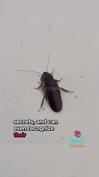 Cockroaches Make Milk and It's a Superfood