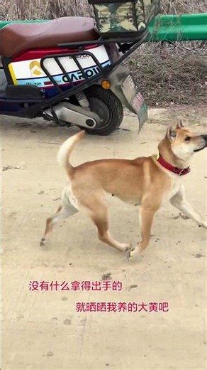 Transforming My Female Dog into a Male: A Heartwarming Story of Change