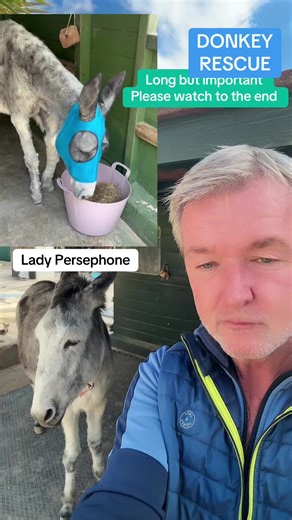 Caring for an Elderly Donkey: Rescue Journey Over 372 Days