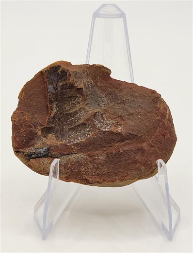 Fern Fossil - Pecopteris - 1.68inx1.22in - Etsy