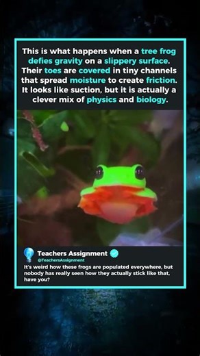 Cute Tree Frog With Cute Tiny Toes🐸