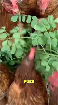 Mis Gallinas Comen Moringa Por Esta Razón 🌿