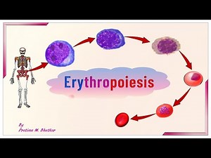 Erythropoiesis