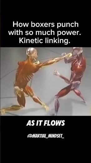 This is HOW Boxers hit so HARD. Kinetic Linking from Fight Science show. #boxing