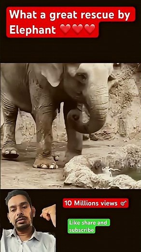 Elephant’s Amazing Rescue! Saves Deers from Drowning | Surah Al-Asr by Egzon Ibrahim