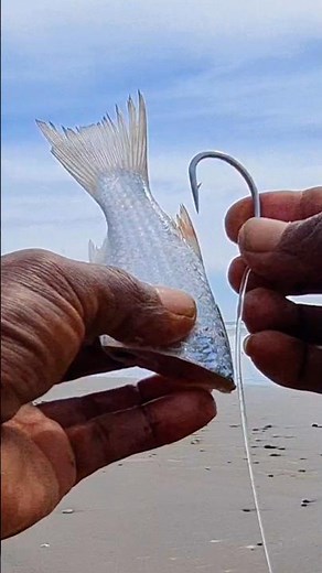 best saltwater fishing bait 🦈