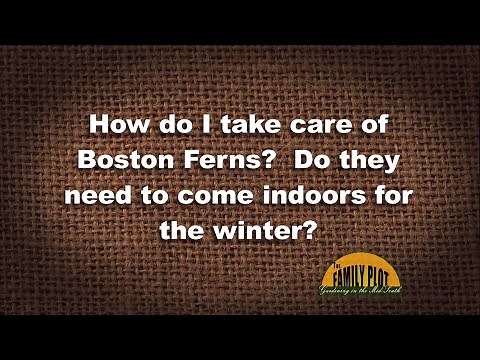 Q&A – How do I take care of Boston Ferns especially in the winter?