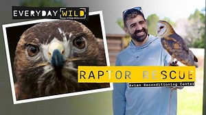 Avian Reconditioning Center in Apopka: Up-close with Florida raptors, and how you can visit