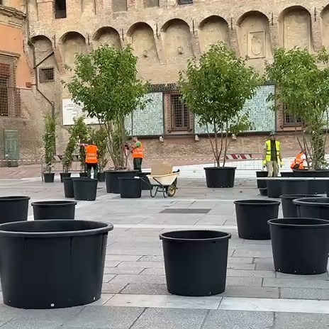 ÈTV RETE7 on Instagram: "Sono iniziate intorno alle 5.30 le operazioni di installazione delle prime piante previste dal comune di Bologna per contrastare il caldo. L’installazione sarà completata nella tarda mattinata. Saranno in tutto 100 gli alberi che saranno posizionati in 7 piazze del centro cittadino per aumentare le zone di ombra. Le piante ci resteranno per tre mesi: luglio, agosto, settembre e a fine settembre verranno piantate nei giardini scolastici dei nidi e delle scuole d’infanzia 
