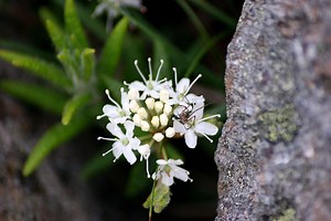 Labrador Tea: Usages, effets secondaires, interactions, doses et avertissements - Vitamines - Suppléments 2026