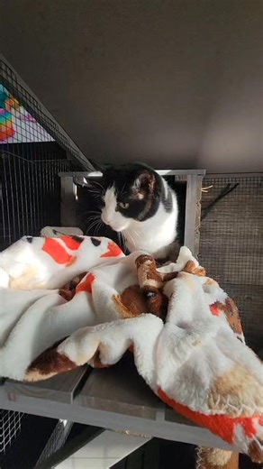 Kat | Cashmere Canine Pet Hotel & Grooming