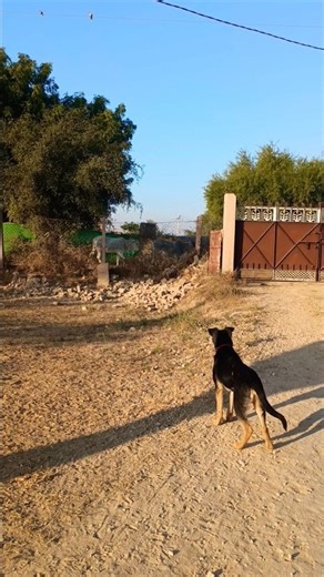 German shepherd puppy Barking #germanshepheard #viral