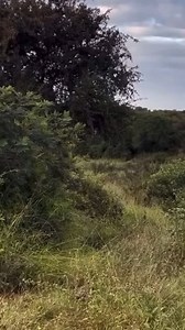 Silent and unseen, the leopard waits with unmatched patience. Blending perfectly into its surroundings, it stalks every movement, every breath of its prey. In an instant, with explosive speed and precision, it strikes leaving the impala shocked and powerless. Leopards are masters of stealth, solitary and powerful hunters that rely on strategy more than strength. Known as the most elusive of the big cats, they climb, stalk, and ambush with skill that makes them among the best hunters in the wild.