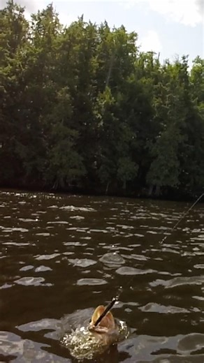 Big Musky SLAMS Crankbait in SHALLOW Water! #fishing #musky #muskyfishing #muskie #outdoors #esox