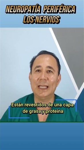 NEUROPATÍA periferica, Los Nervios