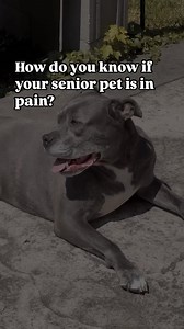 Bottom line- it’s hard and each pet may have different signs. But we CAN help! Alright here is it again: Fatique, sleeping more often, exercise intolerance • Reluctant to grooming • Panting/breathing changes • Weight loss/muscle loss •Appetite decrease/irregularity • Excessive licking of certain joints • Tremors •Aggression • Avoiding slippery floor surfaces • Difficulty getting up or slow to stand from a down position • Difficulty easing into a sitting or lying position • Limping/lameness • Lyi