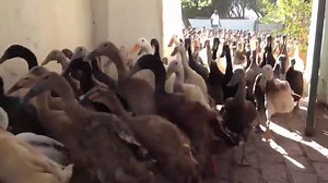 9.2M views · 179K shares | This army of 900 ducks keeps a South African vineyard in pristine condition - so much better than using pesticides. | Thinking Humanity | Facebook