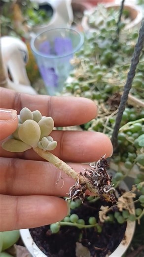Let's make more plants #trending #shortsfeed #shortsviral #ytshorts #plants #motivation #shorts