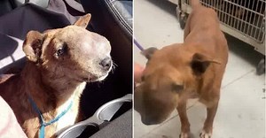 5.9K views · 5.4K reactions | Sweet Coco… we wish we knew what...