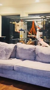 16K views · 761 reactions | #cockatoo #parrots #birds | Cockatoo Daily | Facebook