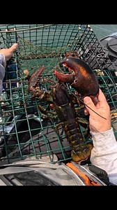 29K views · 332 reactions | A couple nice lobsters while checking pots on my kayak #lobster #lobsterfishing #lobsterroll #lobstertail | Fish RI | Facebook