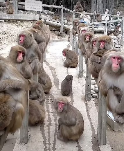Japanese Macaques Grooming in Snowy Sanctuary