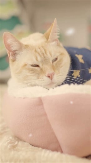 Navidad pet friendly: camas suaves y acogedoras para mascotas pequeñas en Peto