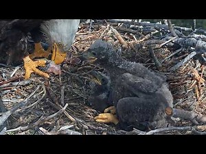 FOBBVCAM Eagles 🦅Jackie & Shadow Prepare for Big Storm ☔ Chicks Fed🦈 Tucked, Warm🧸2026 Apr 25