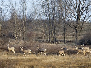 Province rolls out CWD testing program