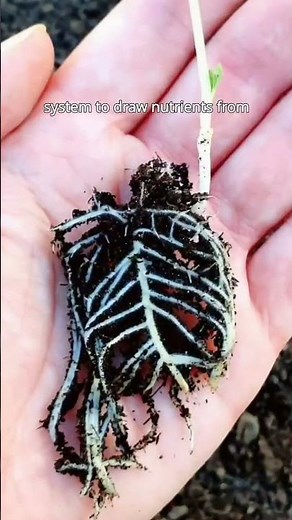 Masterclass - Cotyledons - Kings Seeds