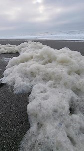 Seafoam is like the ocean’s frothy cappuccino! Like a barista creates a layer of foam on top of a coffee, the ocean churns up bubbles and froth as waves crash against the shore. #Seafoam is wind-driven organic matter made up of: 🔬 dead microscopic plants 🟢 algae 🦠 bacteria 🍔 fats and proteins While #Seafoam itself is generally not dangerous, it’s important to be aware of the area around it. If you encounter seafoam, especially in polluted areas, it’s best to avoid contact. In these areas, se