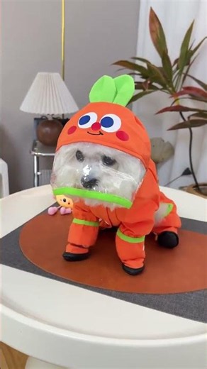 Cutest Carrot Raincoat for Your Dog! 🥕🐶 Keep Them Dry & Stylish
