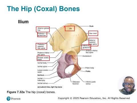 Chapter 07: Part 02 - Appendicular Skeleton