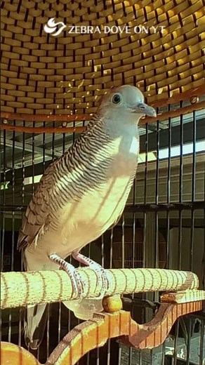 Zebra Dove call Bird sounds for relaxations 52 #birds #birdsounds #birdsoundscape #birdsong #animals