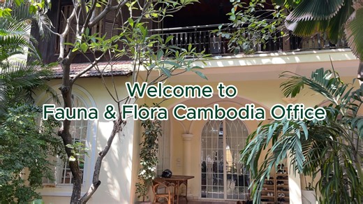 Explore Fauna & Flora Cambodia's cozy office! Our office is nestled in the heart of Phnom Penh, where lush greenery meets modern design. We aim to create a warm and inspiring workspace that contributes to promoting the wellbeing of our staff and maintaining a connection between humans and nature. Watch the video below to enjoy an exclusive tour of our vibrant office environment. #FaunaandFlora #SavingNatureTogether #OfficeTour | Fauna & Flora - Cambodia Programme